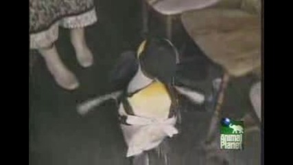 Много умен пингвин живее с хора!