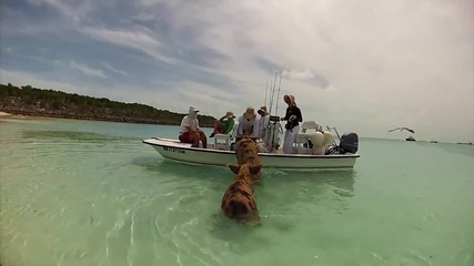 Бахамски прасета се забавляват във водата!