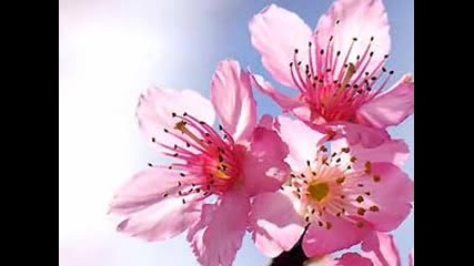 Sakura Ode