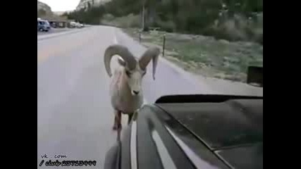 Смях!!смях!!