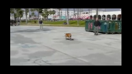 Skateboarding Dog