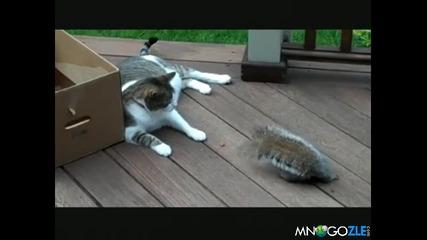 Коте срещу катерица