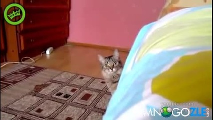 Котето на Чък Норис!