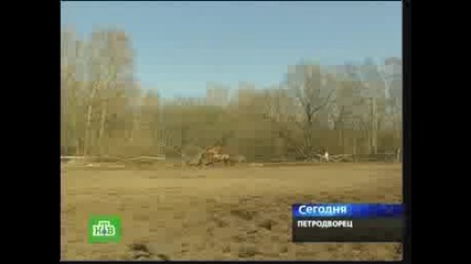Ахалтекински Коне - Horses