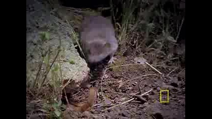 Cannibal Scorpions vs. Shrew 