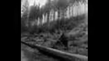 Svafnir - The Mourning Forest 