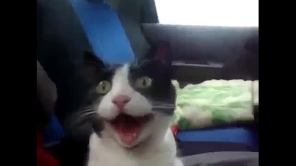Котка се вози за първи път в автомобил! Само я вижте как зяпа горката! :)