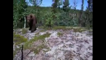 Дива мечка преследва мъж, който я наблюдава!