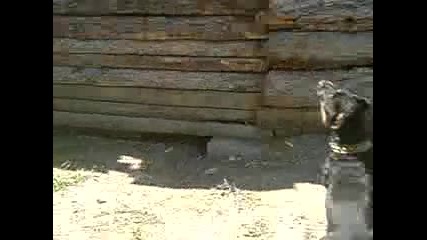 рит вул