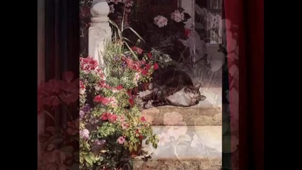 Sueеllen Ross - Красиви котета