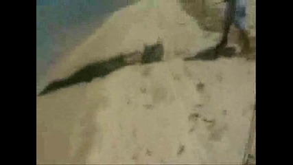 Крокодил напада Акула и още нещо ...