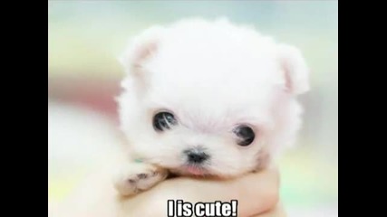 Very Funny Animals 2 :p