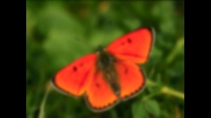 Antonio Vivaldi - Summer
