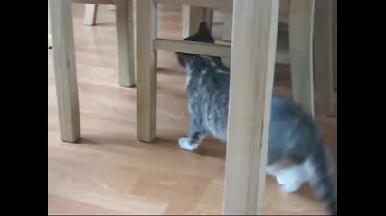 Drunk Kitty sedated after visit to the vet 