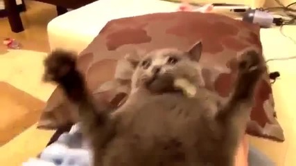 Много смешна котка