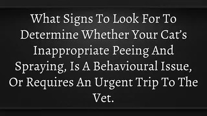 How To Get Cat Pee Out Of Carpet, Cat Spray, Remove Cat Urine From Carpet, Get Rid Of Cat Smell