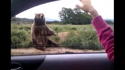 Забавна мечка поздравява