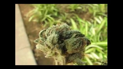 Purple Kush Vs Sour Diesel ~ Which Bud Do You Prefer [www.keepvid.com]