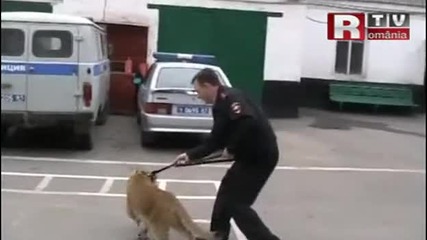 Лъвче намерено по улиците на Москва