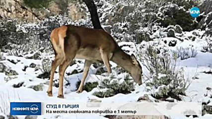 Снежна буря удари Гърция