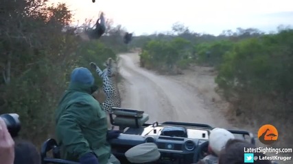 Леопард изненадва хора на сафари