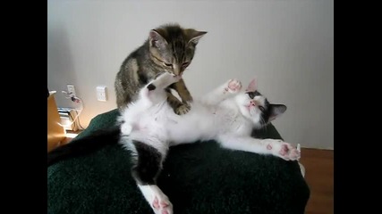 Смях - Коте масажор