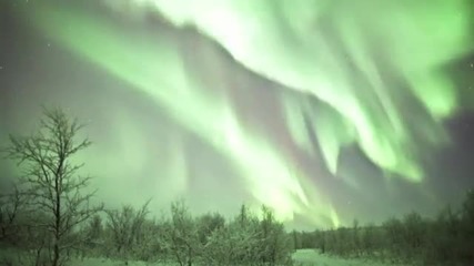 Solar Fields - Sky Trees [aurora Timelapse]