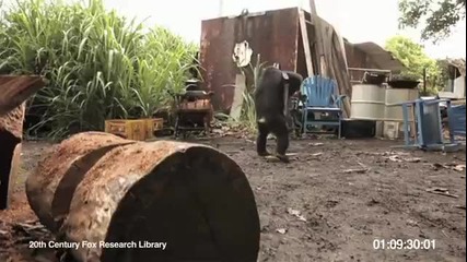Ape With Ak-47
