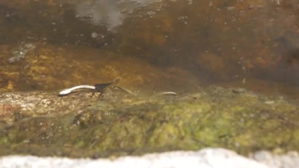 Гигантски воден бръмбар смъртоносно атакува водна змия!