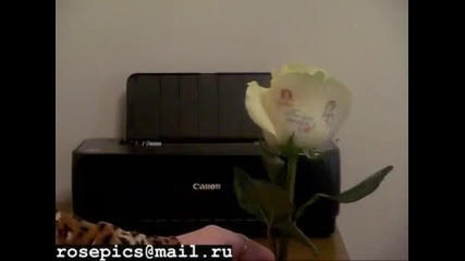 Изображения върху цветя 