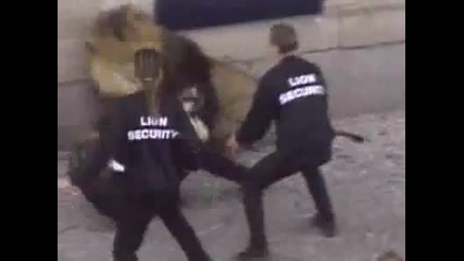 Лъв напада мъж 