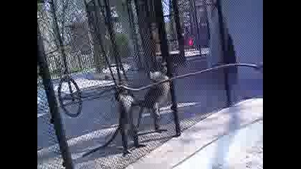 Маймуни В Зоопарк