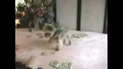 Куче Играе Покер