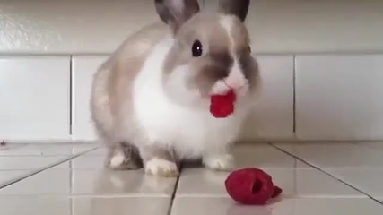 Заек яде малини