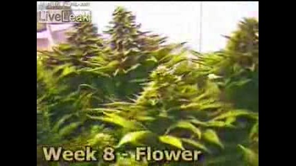 Time Lapsed Cannabis
