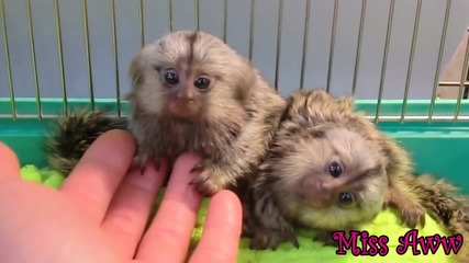 Малки Сладки Маймунки