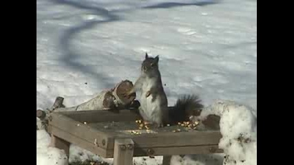 Super Squirrel to the rescue Or not...