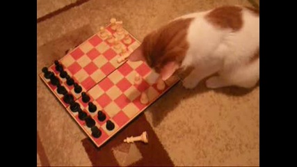 Котаракът - шахматист