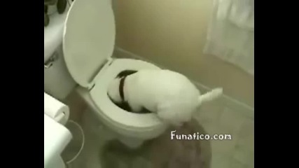 Куче се навира в тоалетна незнайно защо