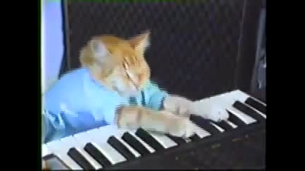 Котка свиреща на пиано!