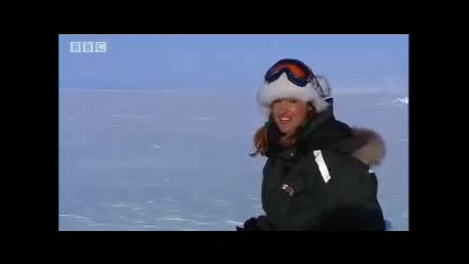 Bbc Search for the Polar Bears - Finding the mother bears with their cubs! 