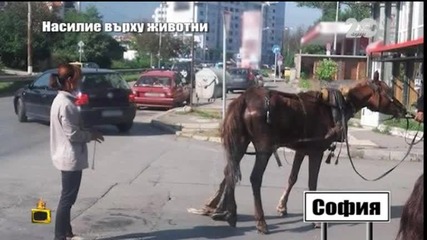 Поредна жестокост към животни - Господари на ефира (22.09.2014)