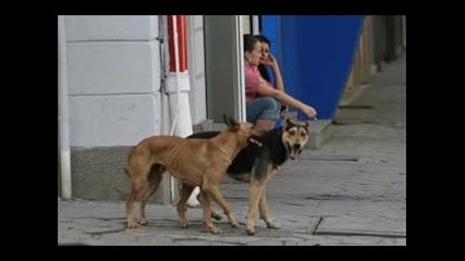 9000 са бездомните кучета в София 