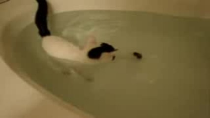 котка релаксира във ваната