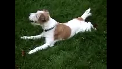 Jack Russell Terrier - стоика за милиони! 