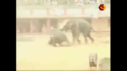 Жестоко Нападение На Откачен Слон