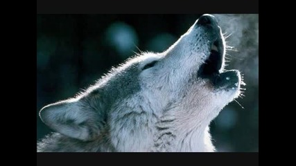 Wolf Attack Vol.20