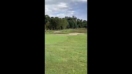 „Това е нашествие”: Стотици кенгура нахлуха на голф игрище (ВИДЕО)