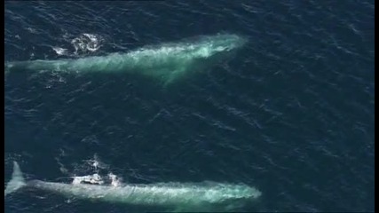 Разрушаваме или опазваме - Синия кит