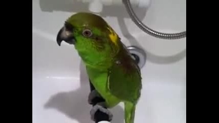 Пеещ папагал в банята
